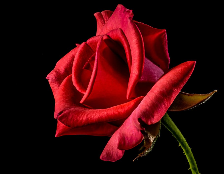 macro photography, red, rose, red rose, rose bloom, blossom, bloom, flower, rose - Flower, petal
