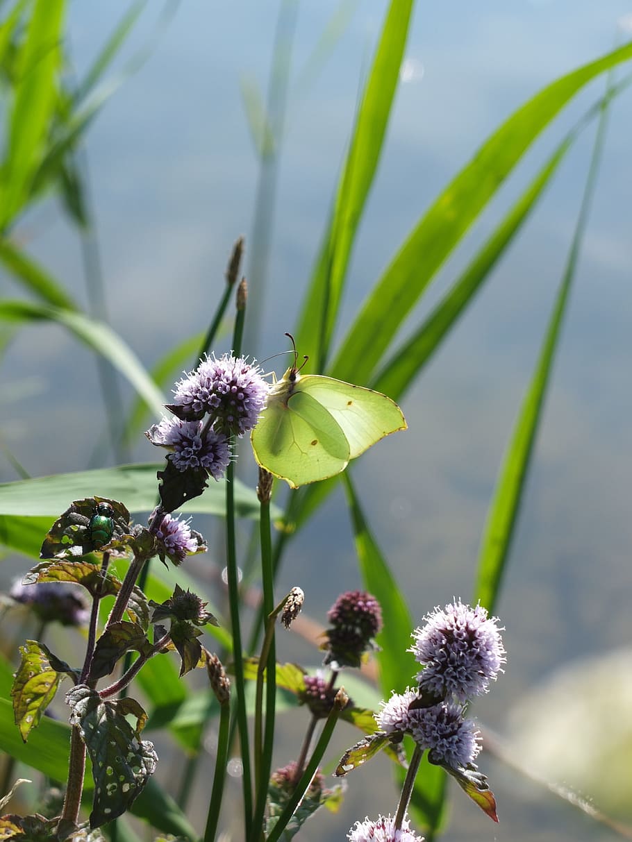 gonepteryx rhamni, butterfly, insect, summer, animal, water mint, blossom, bloom, water, lake