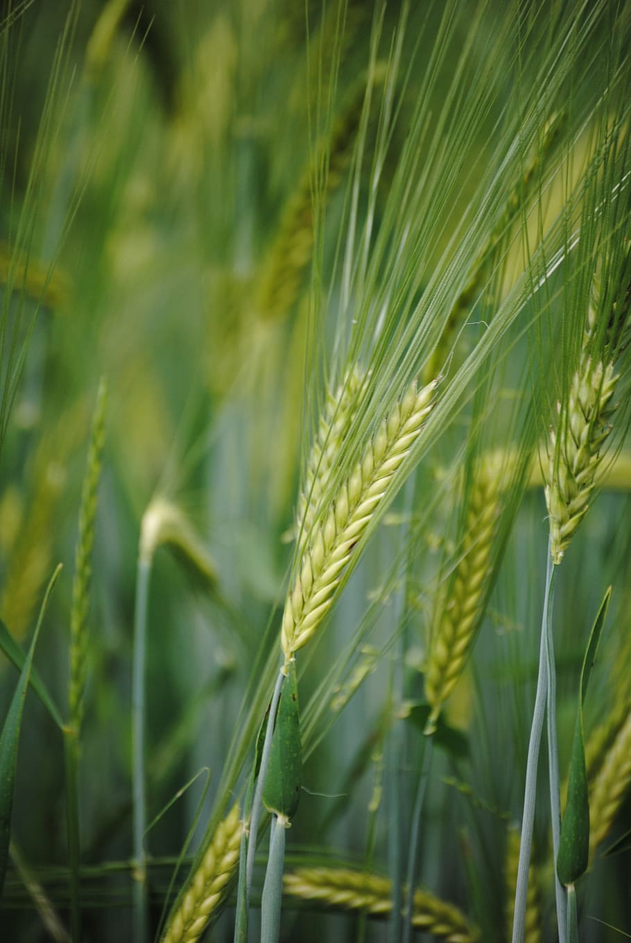 orelha, milharal, grão de trigo, crescimento, planta, planta de cereal, agricultura, colheita, cor verde, terra