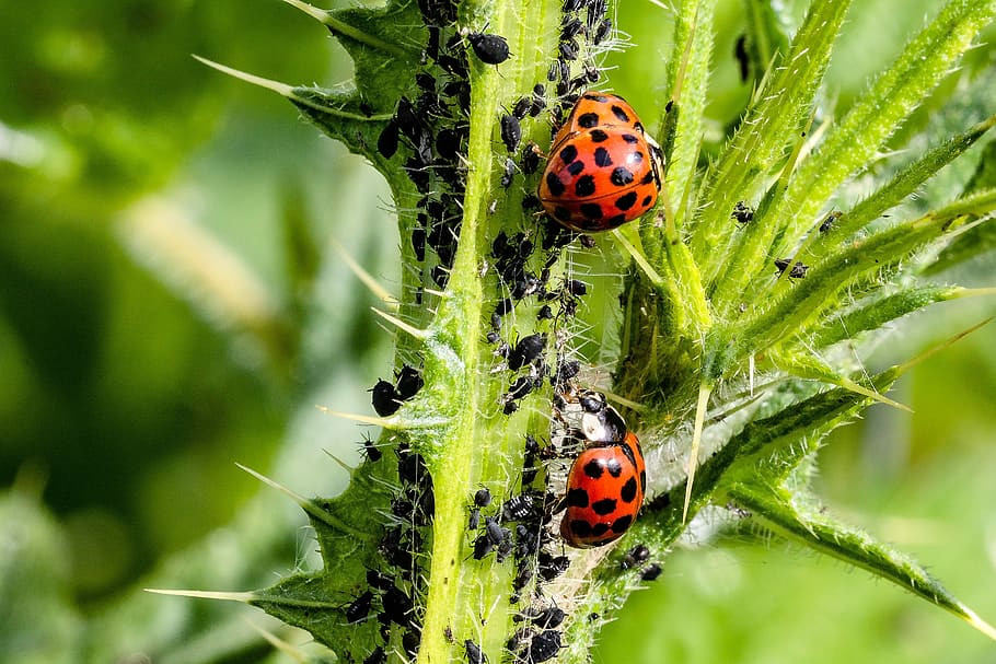 two, ladybugs, green, plant, ladybug, asian ladybug, a lot of colored, harlequin-ladybird, harmonia axyridis, coccinellidae