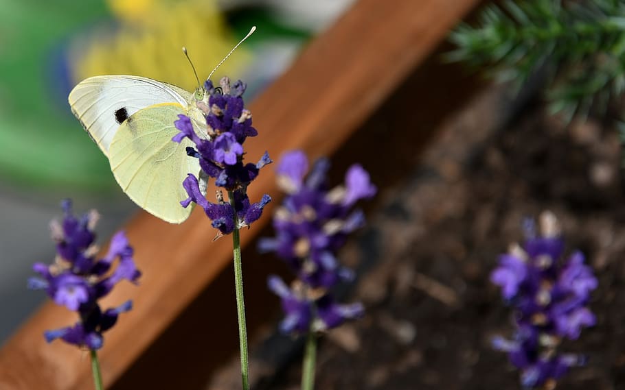pieris brassicae, butterfly, white, insect, flowers, lavender, butterfly day, summer, garden, nature