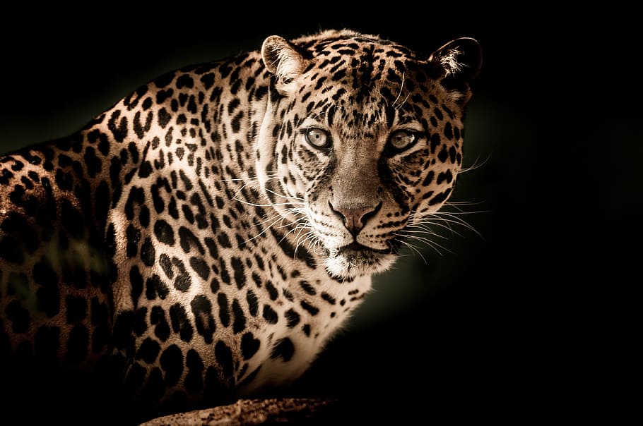 jaguar photo, leopard, close, eyes, menacing, animal wildlife, animal, feline, animal themes, big cat