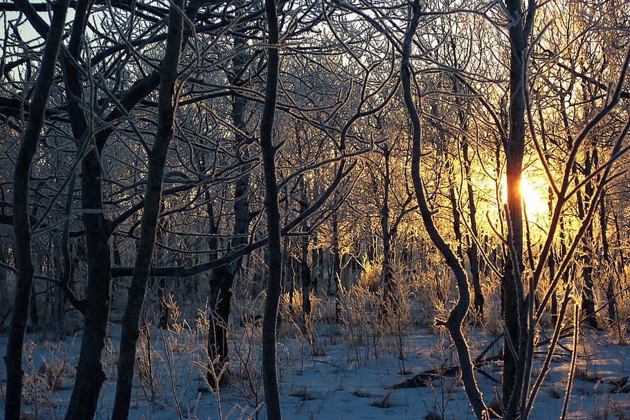 árboles, mañana, heladas, salida del sol, sol, invierno, frío, paisaje, fondo, árbol