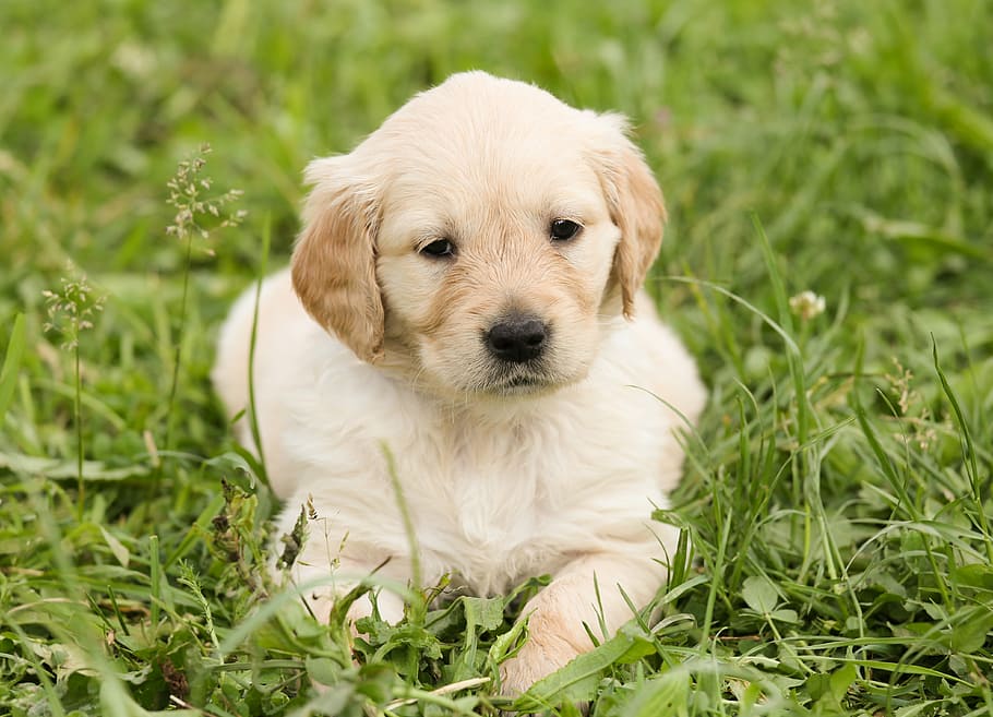 golden, retriever puppy, green, grass, puppy, dog, golden retriever, pet, hundeportrait, in the