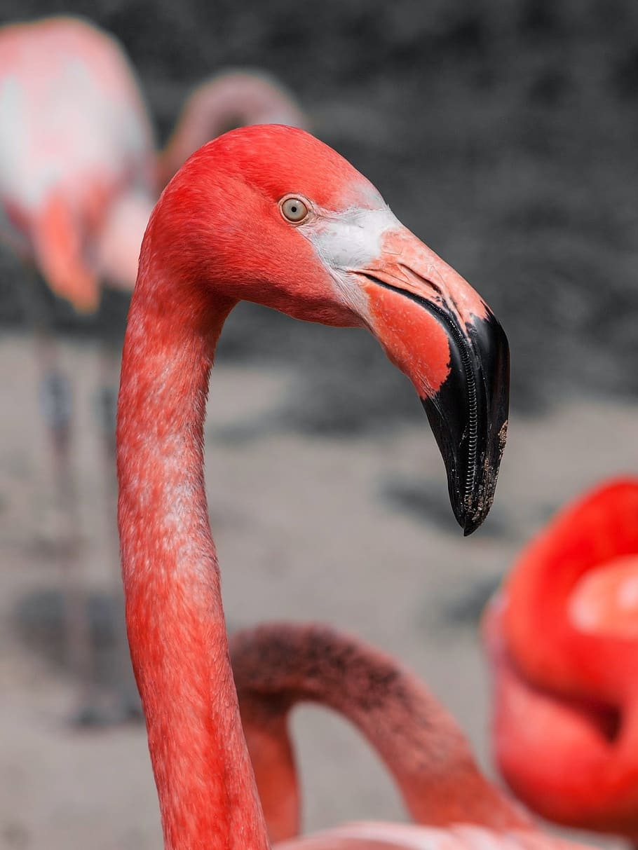 red flamingo, bird, flamingo, pink, red, long neck, animal, animal themes, vertebrate, animals in the wild