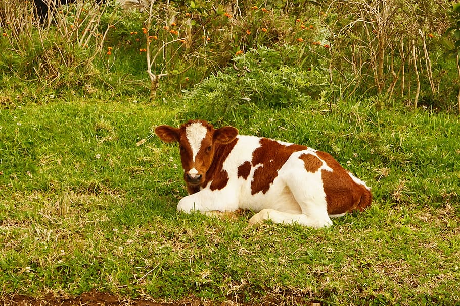 cow, small, calf, baby, meadow, sweet, animals, brown, white, cute
