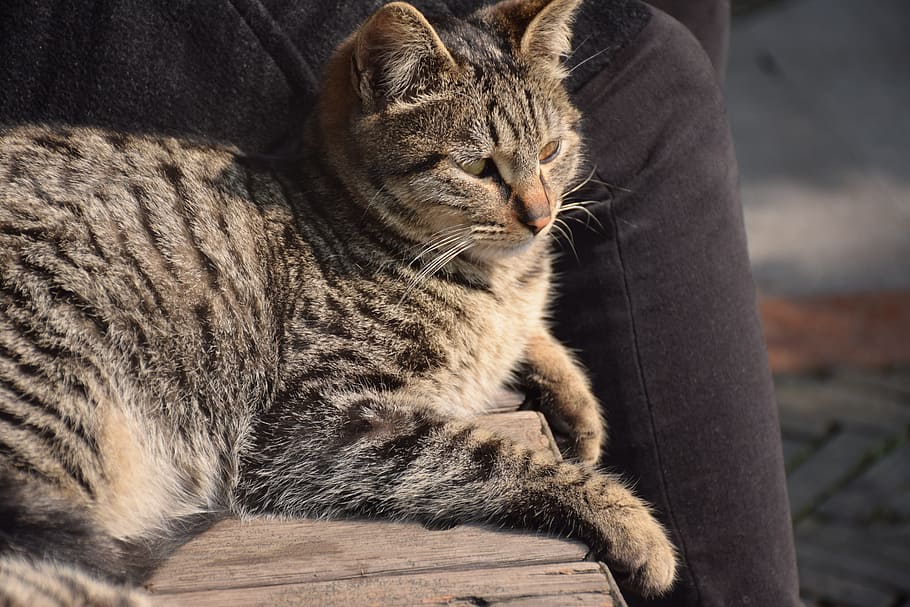 動物 猫 タイガーストライプ 春の日 飼い猫 1匹の動物 動物のテーマ ペット 家畜 哺乳類 Pxfuel