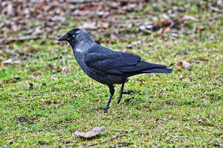 black bird, jackdaw, bird, corvus animal, fauna, coloeus monedula, gray, eye, pale grey, pale grey eye