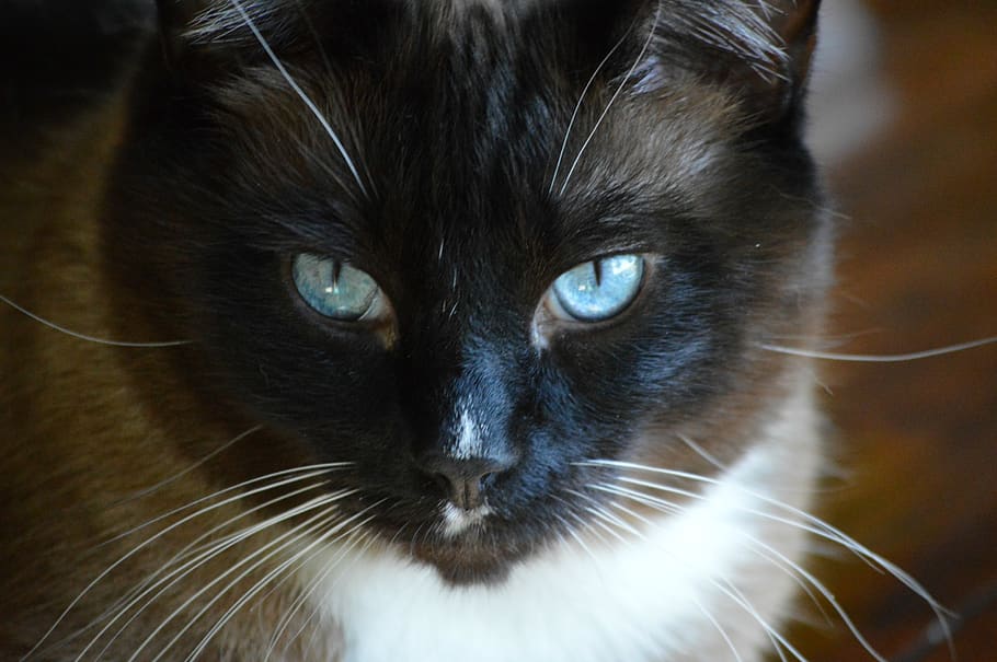 cat, cat's face, blue eyes, snowshoe siamese, portrait, pet, fur, animal, eyes, feline