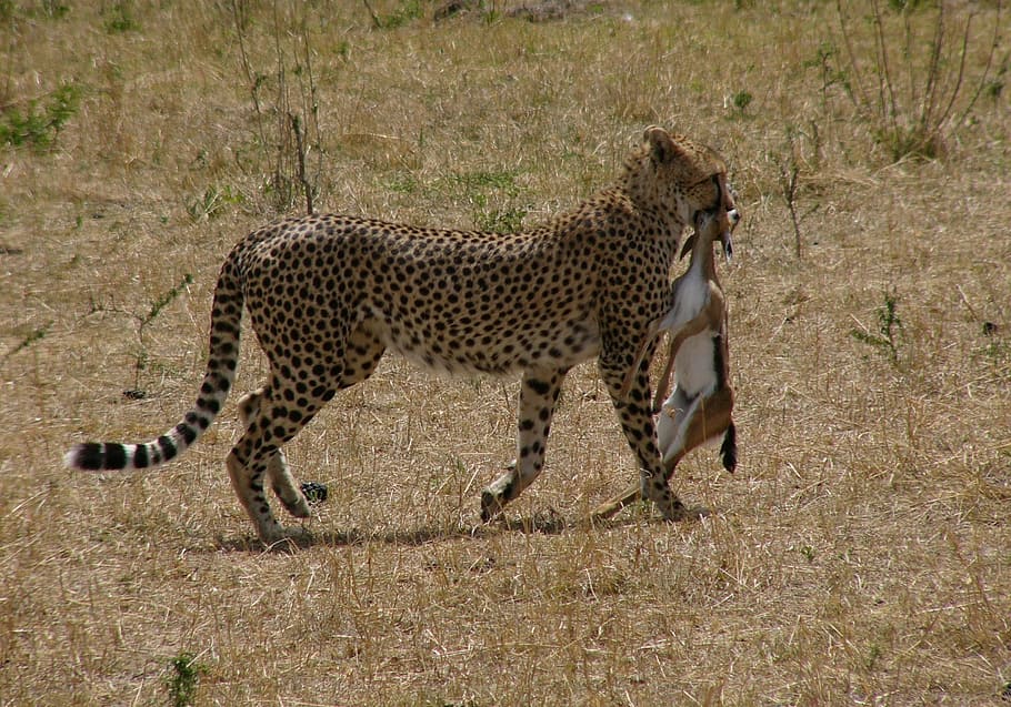 closeup, photography, cheetah, dragging, deer, daytime, kenya, masai mara national park, safari, chilly