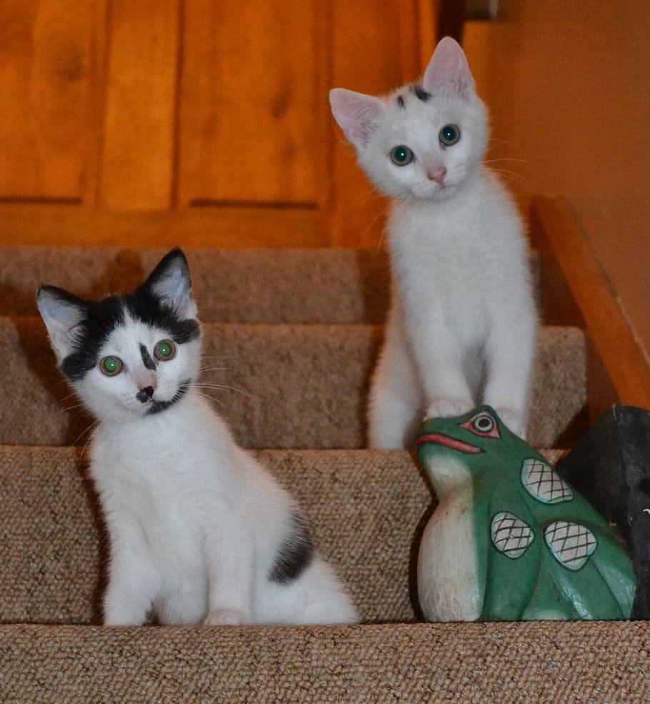 Young kittens. Молодые кошки. Молодые котята. Молодые котики. Фото молодой кошки.