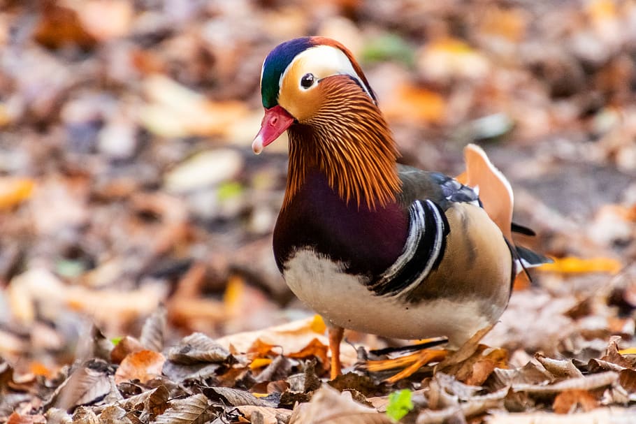 mandarin ducks, duck, water bird, colorful, plumage, duck bird, bird, color, animal themes, animal