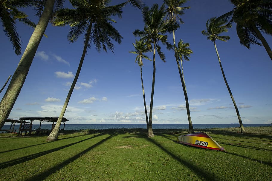 yellow, red, canoe, green, grass field, surrounded, palm trees, row, boat, coconut