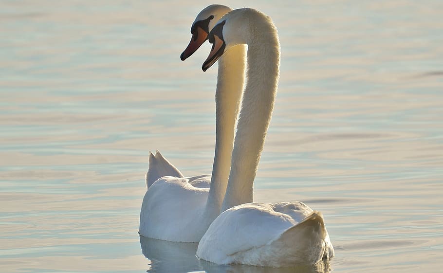 two, swans, floating, water, pair, lake constance, animal world, lake, bird, feather