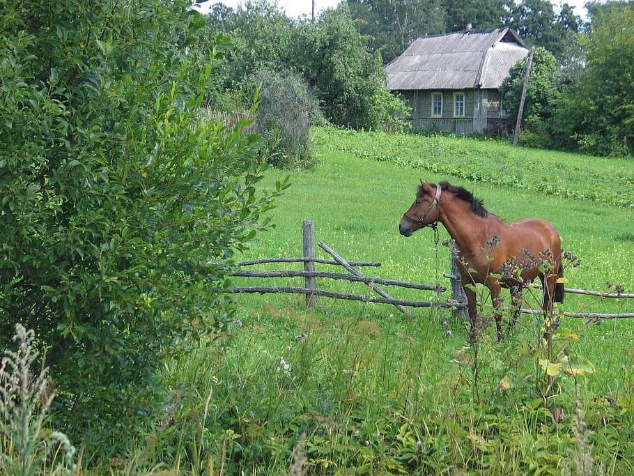 brown, grass field, wooden, fence, Horse, Landscape, summer, field, one animal, animal themes