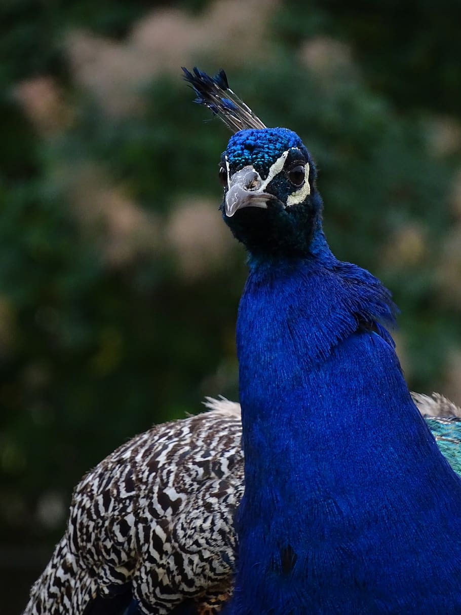 peacock, blue, peacock korunkatý, male, noble, zoo, the head of the peacock, animal themes, bird, vertebrate