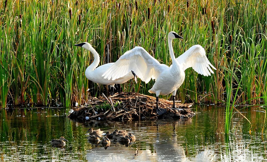 two, white, geese, body, water, tallgrass, trumpeter swans, birds, wildlife, nature