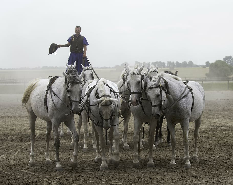 puszta horse farm, hungary, equestrian demonstration, 10 horses in hand, collectively harnessed, standing rider, equestrian skill, full length, field, outdoors