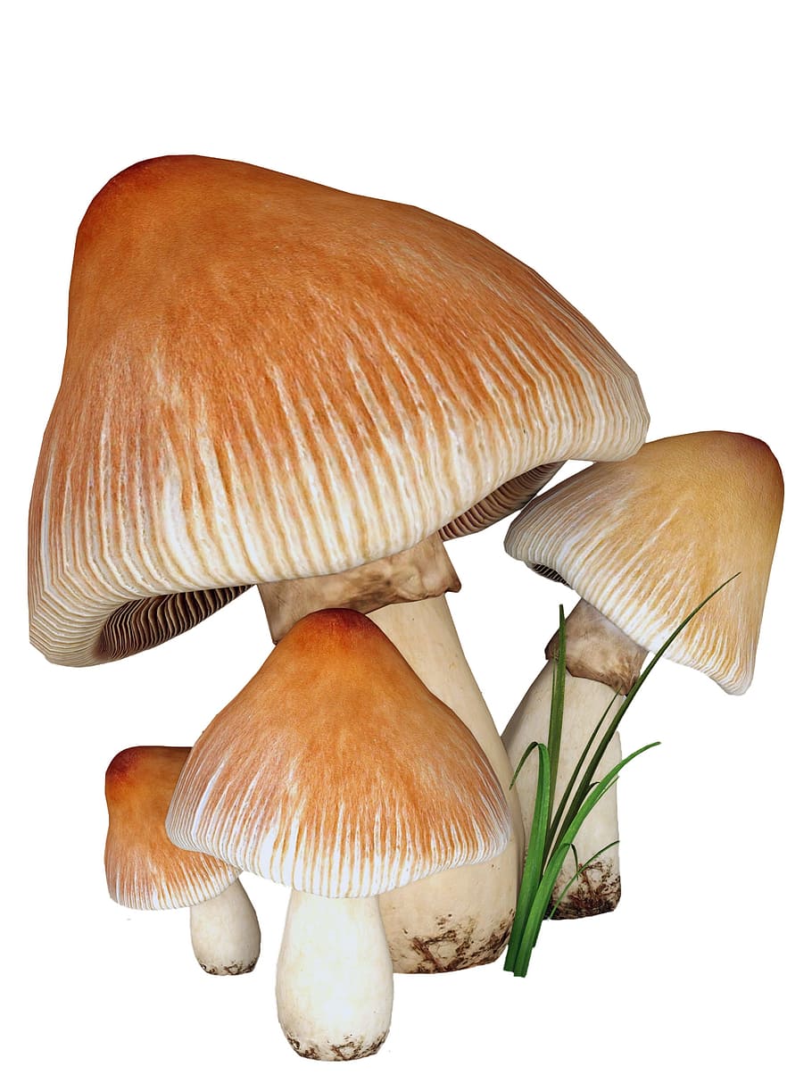 four brown mushrooms, mushrooms, fungi, isolated, white, background, nature, food, autumn, fungus