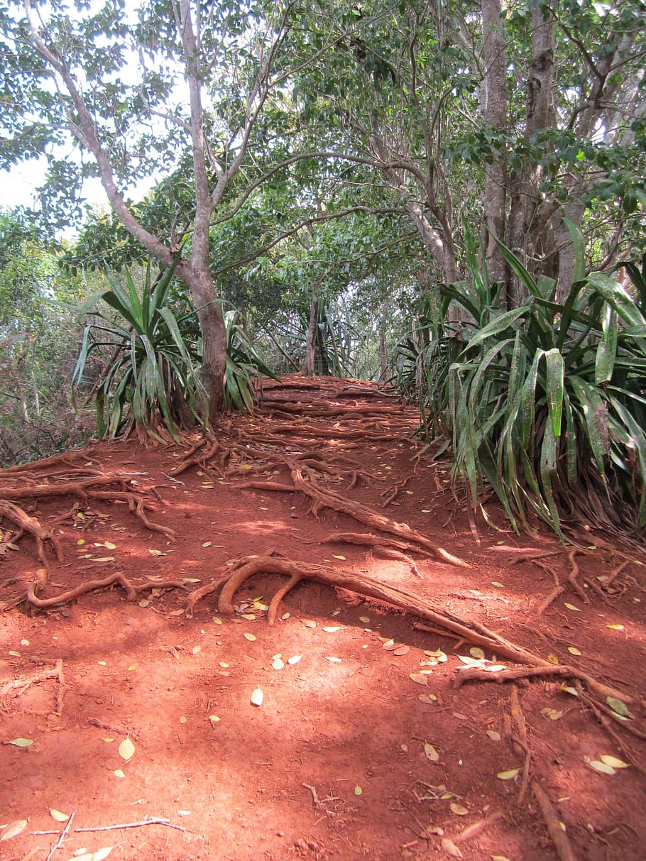 jungle, earth tones, red clay, ochre colours, rich colors, earth, roter sand, root, tropical, mauritius