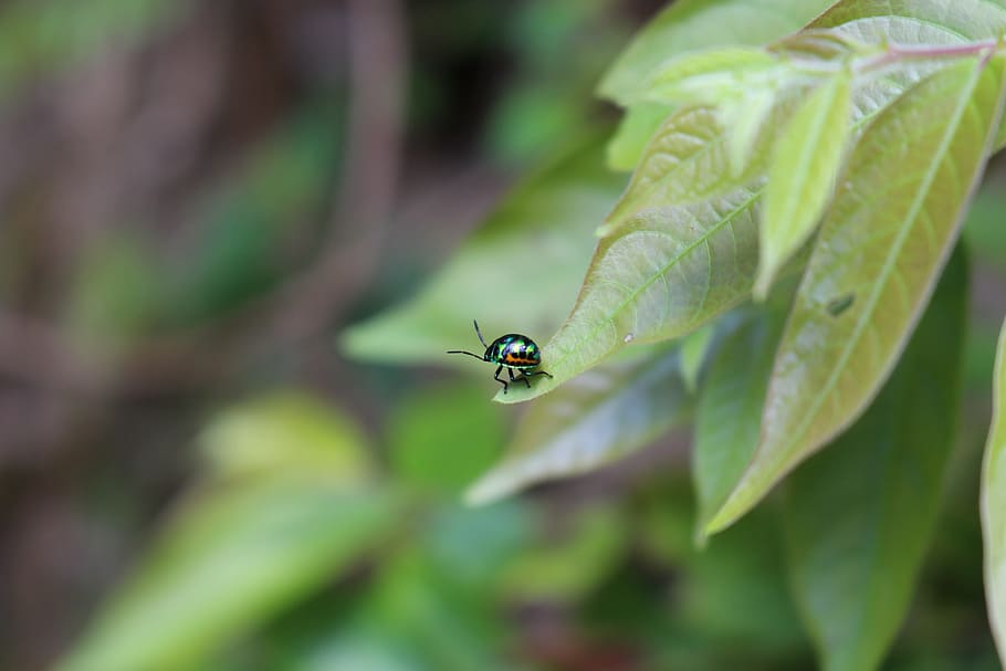 bug, leaf, nature, green, insect, garden, pest, plant, natural, beetle