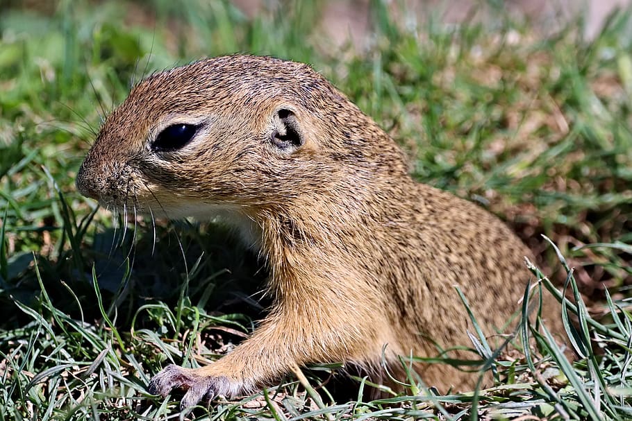 gopher, rodent, cub, nora, mammal, animal, nature, outdoor, fauna, head