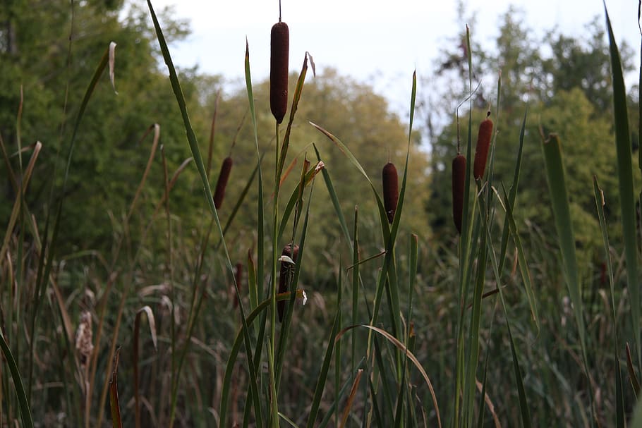 Cattail, Nature, Water, Front, Marsh, water front, swamp, wetland, outdoor, reed