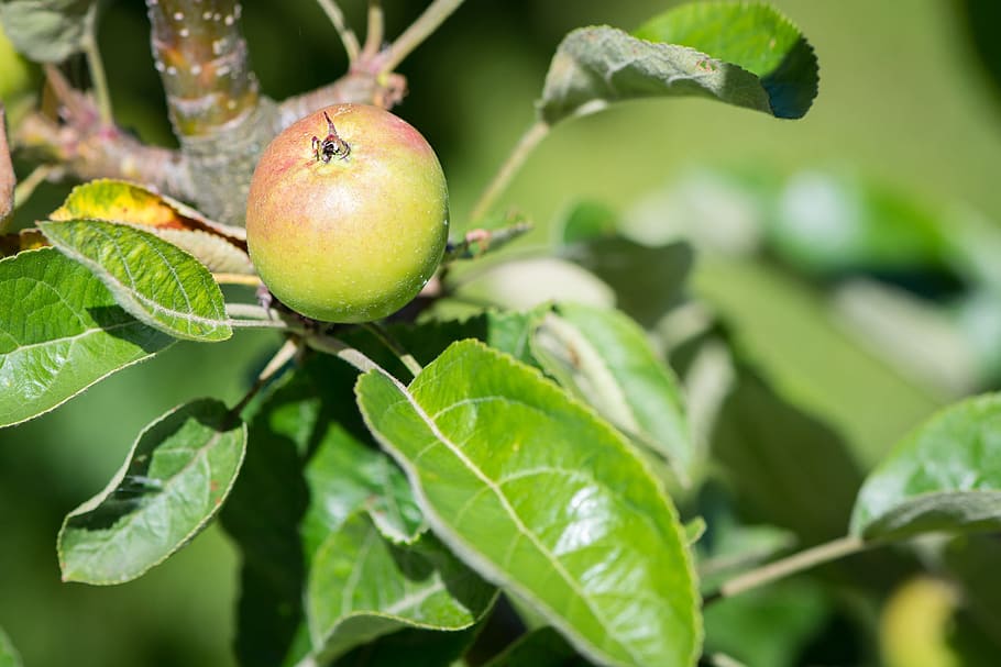 Macieira, Maduro, maçã, processo de amadurecimento, natureza, é claro, bio, cultivo, jardim, no jardim