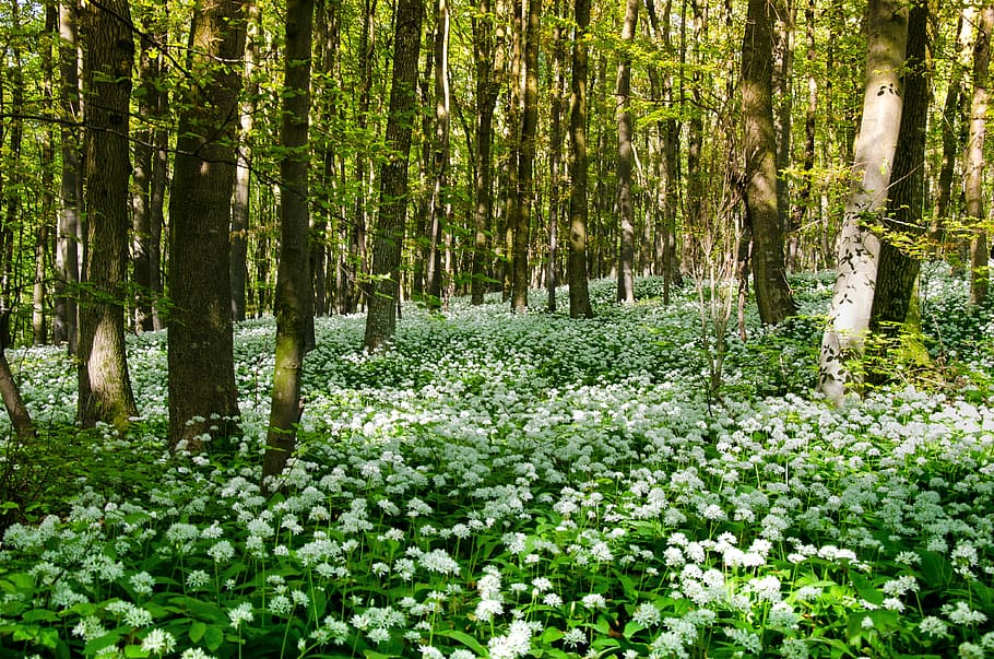 landscape photograph, field, white, flowers, woods, bear's garlic, wild garlic, herbs, herb, healthy