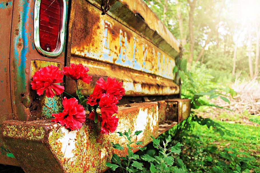 rojo, flores de clavel, marrón, coche, óxido, floral, rústico, amor, romántico, verano