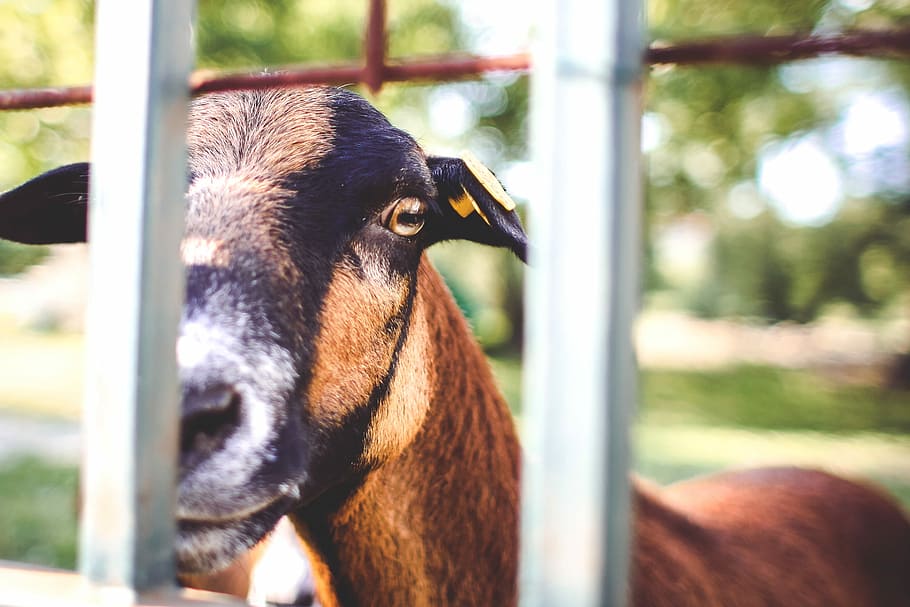 mirando, cerca, cabra, sobre la valla, animal, mirada, naturaleza, zoológico, granja, al aire libre