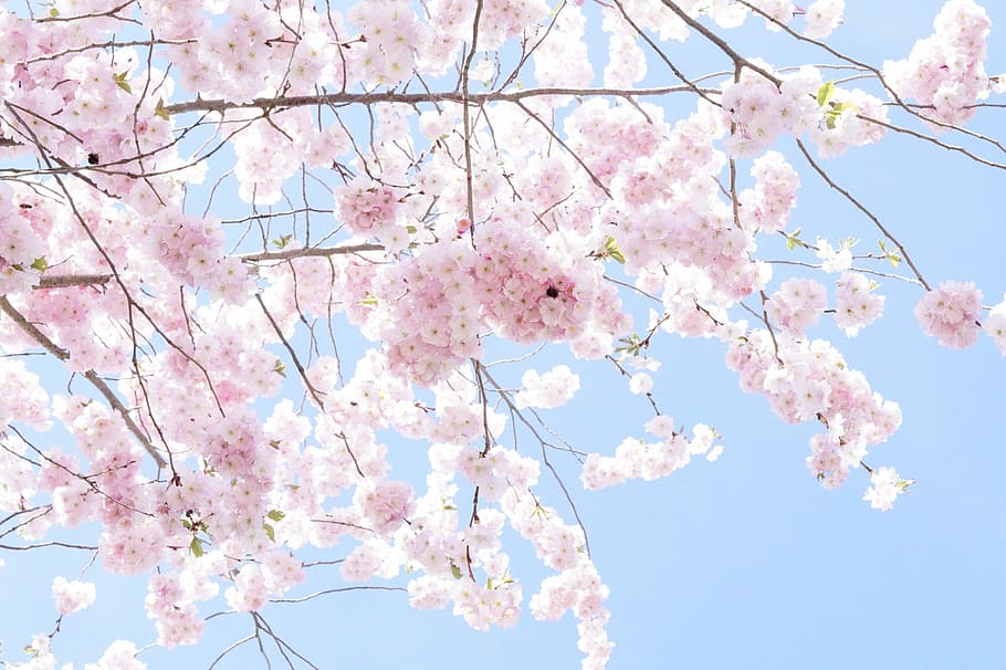 Sakura rosa, Rosa, Sakura, árvore, árvore flor, Primavera, Flor de cerejeira, Flor, Cereja ornamental, Flores