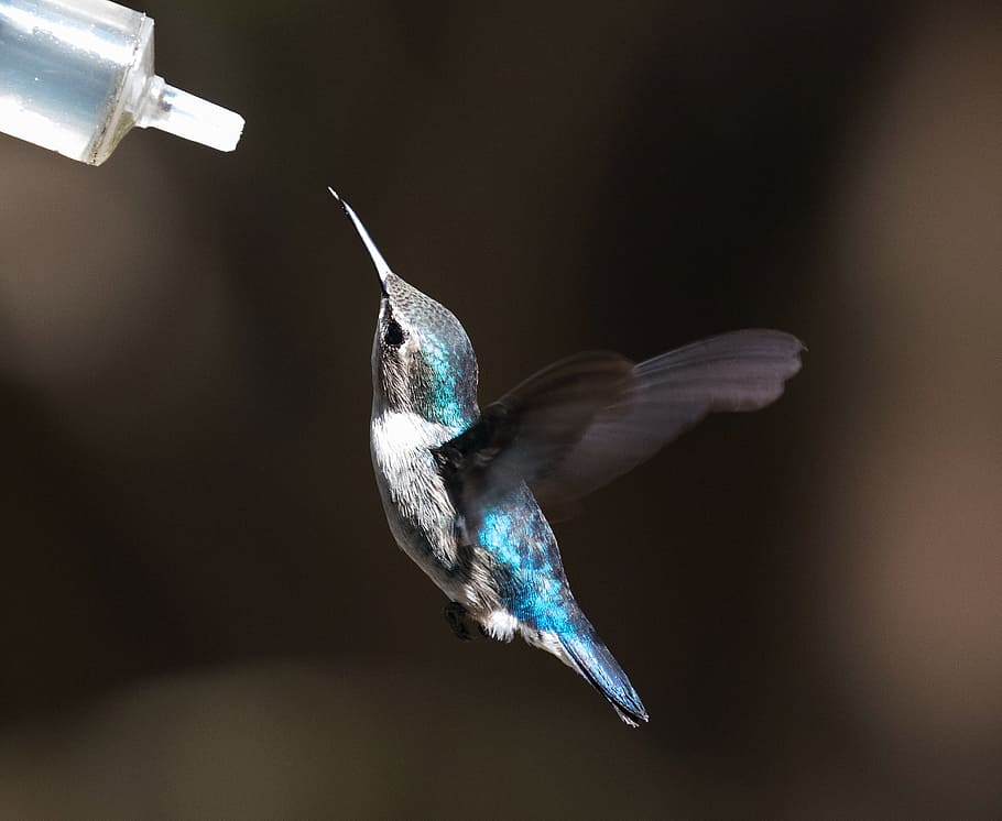 bird, trying, catch, syringe, hummingbird, cuba, blue, tongue, nature, wildlife