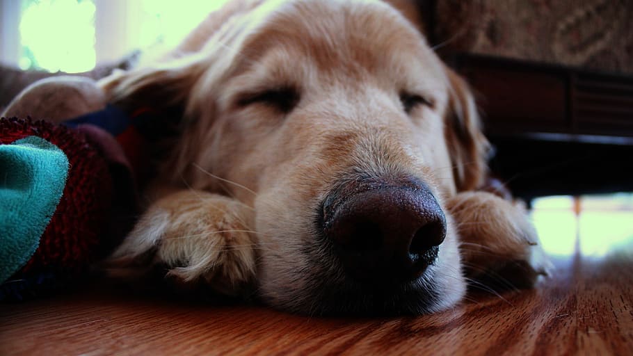 Dog, Sleeping, Floor, canine, pet, public domain, pets, animal, cute, golden Retriever