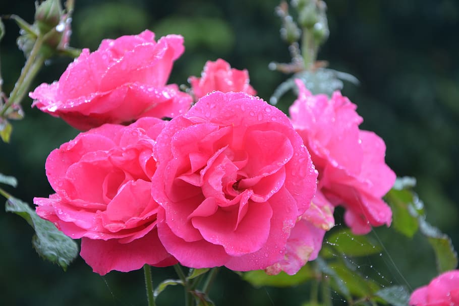 flower, pink, pink flowers, color pink, pink flower, petals, garden, rosebush, nature, plant