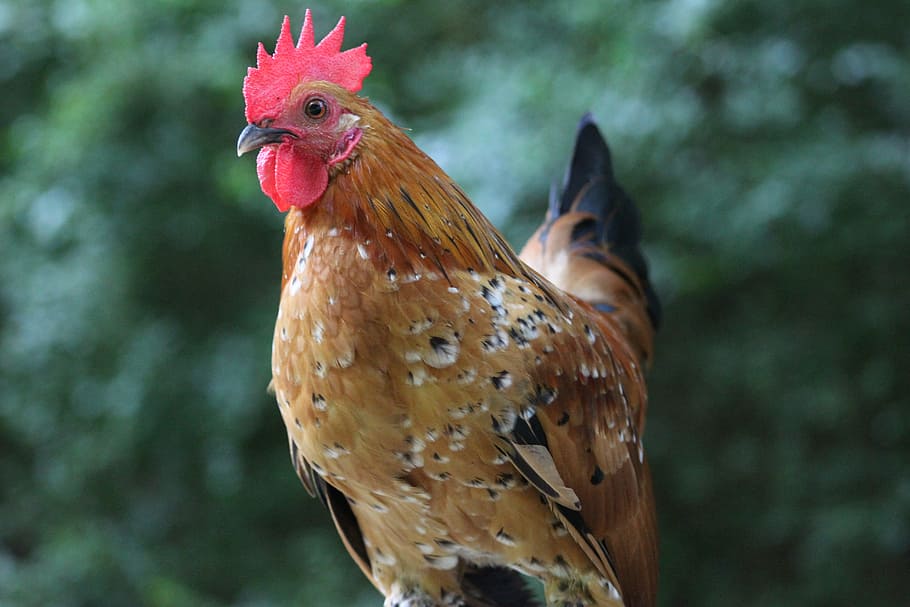 rooster, nature, bird, chicken, farm, poultry, feather, cockerel, fowl, livestock