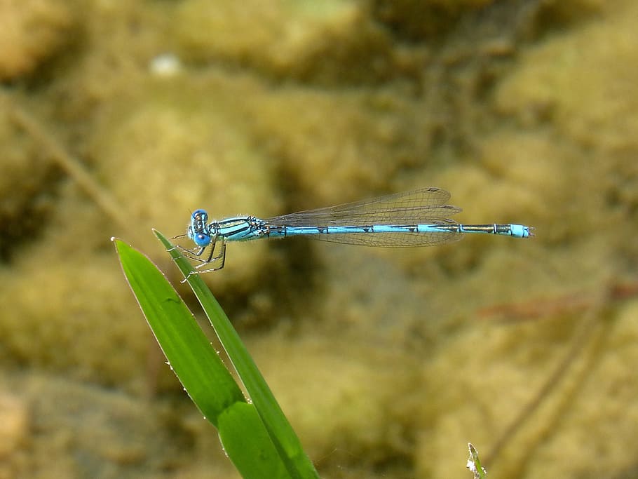 トンボ 青いトンボ 葉 池 動物の野生生物 動物のテーマ 1匹の動物 動物 野生の動物 無脊椎動物 Pxfuel