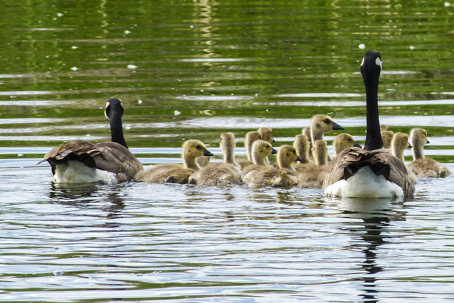 canada goose, chicks, young geese, nature, wildlife, goslings, baby, animal, outdoor, feathered
