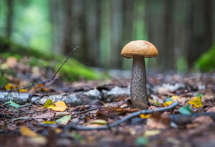 magic mushroom photo, mushroom, leaves, forest, orange-cap boletus, autumn, vegetable, fungus, land, food