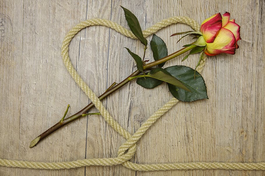 yellow, red, rose, flower, brown, rope, heart, love, connection, connected