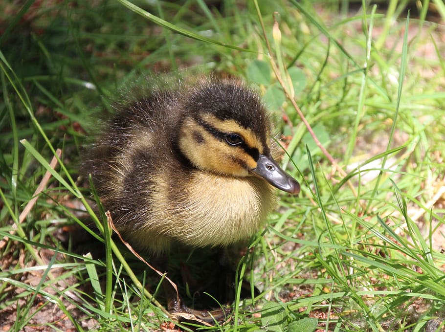 アヒルの子 アヒル 水鳥 雛 鳥 ひな 草 動物のテーマ ゴスリング 野生の動物 Pxfuel