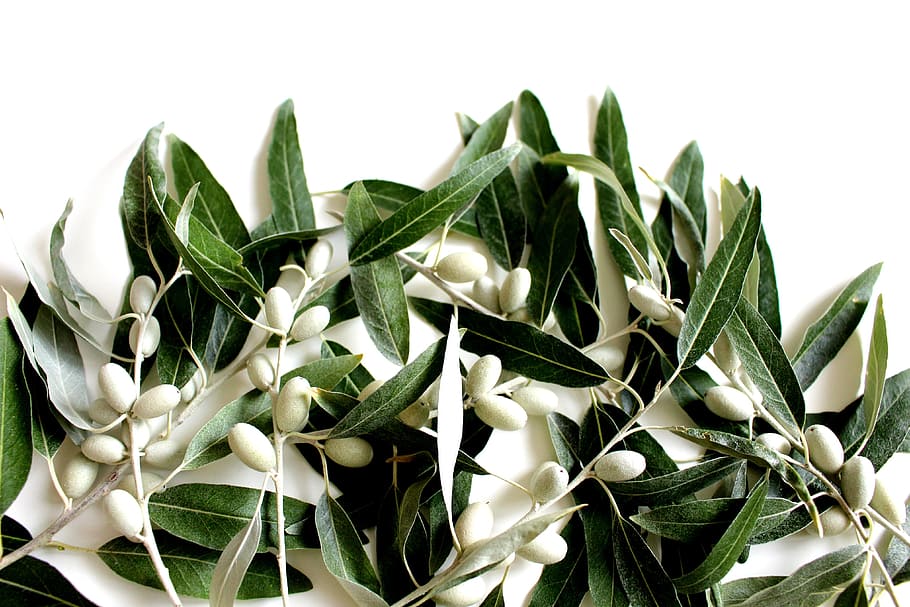 fotografía de primer plano, verde, planta de hoja, hoja de olivo, aceitunas, planta, olivo, naturaleza, rama de olivo, aceitunas frescas