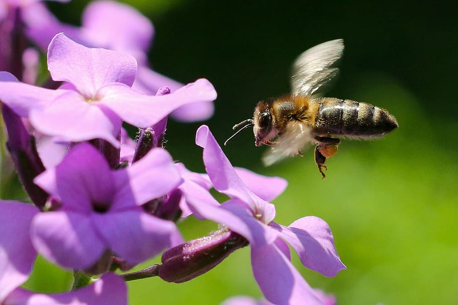 brown, bee, flying, purple, petaled flower, honey, collect, flower, pollen, macro