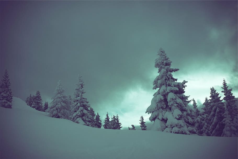 árboles, recubiertos, nieve, durante el día, pino, invierno, oscuro, nublado, árbol, bosque