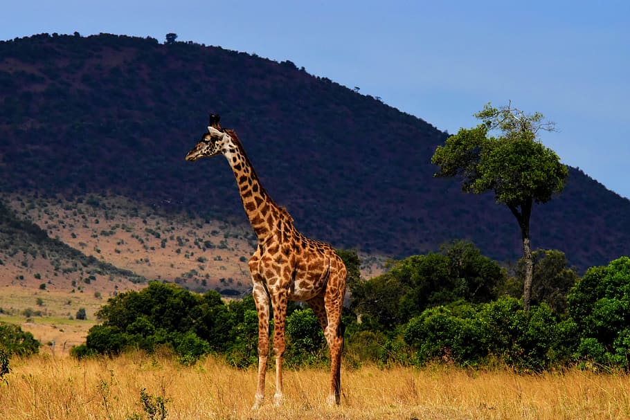 Vida selvagem, África, Tanzânia, Mamífero, safari, parque, viagem, região selvagem, selvagem, savana