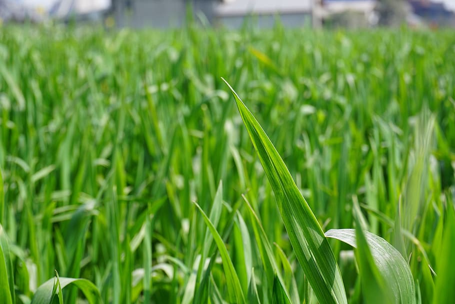 green, ye tian, background, plant, green color, field, growth, agriculture, land, nature