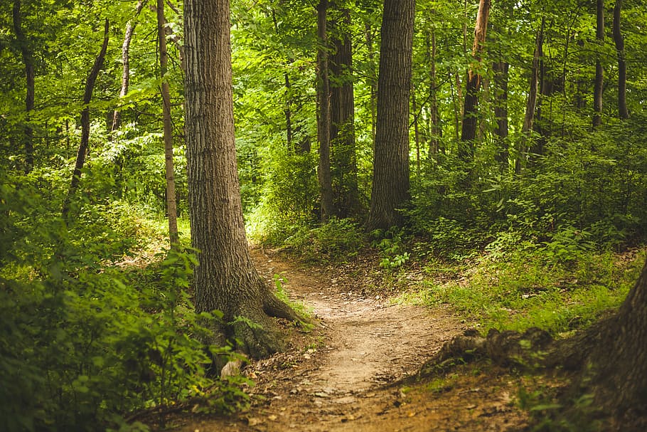 landscape photography, dirty, pathway, surrounded, trees, plants \, forest, nature, outdoors, path