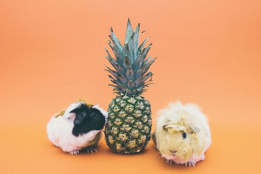 pineapple, two, guinea pigs, dessert, appetizer, fruit, juice, crop, rabbit, colored background