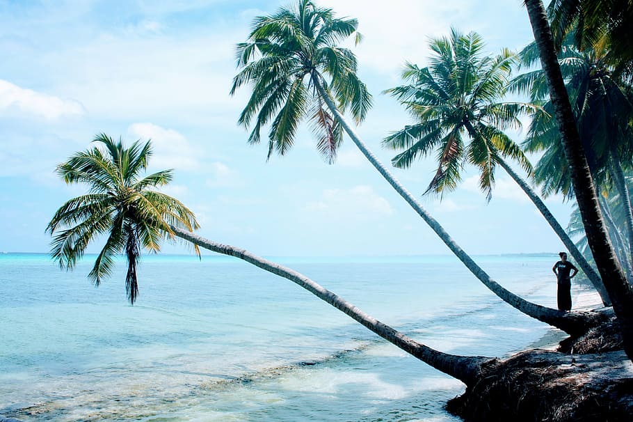 green, tree, beach shore, palm trees, blue sky, sky, clouds, partly cloudy, palm tree, exotic