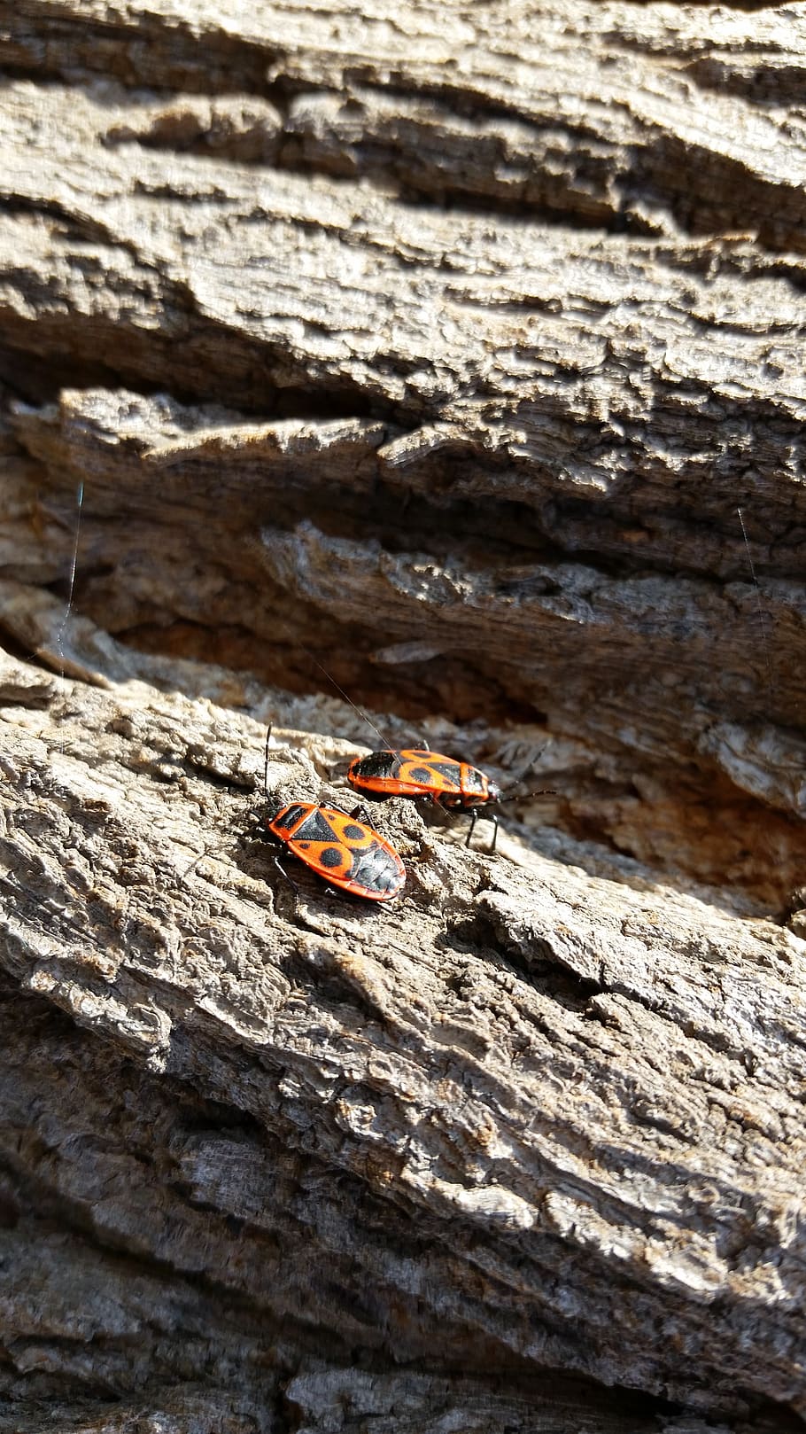 fire bug, insect, sunny, bark, outside, animal, nature, outdoors, summer, animals in the wild